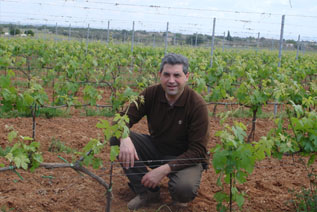 Maggiovini