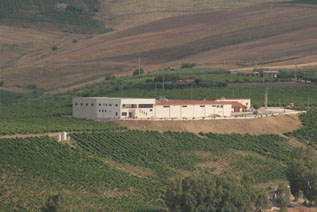 vaccaro