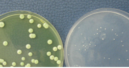 Analisi Microbiologiche