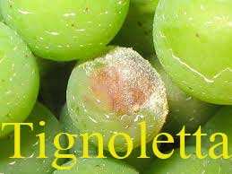 tignoletta