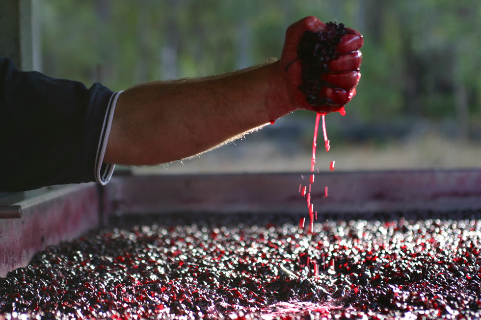 Inoveno, il progetto per migliorare i vini siciliani