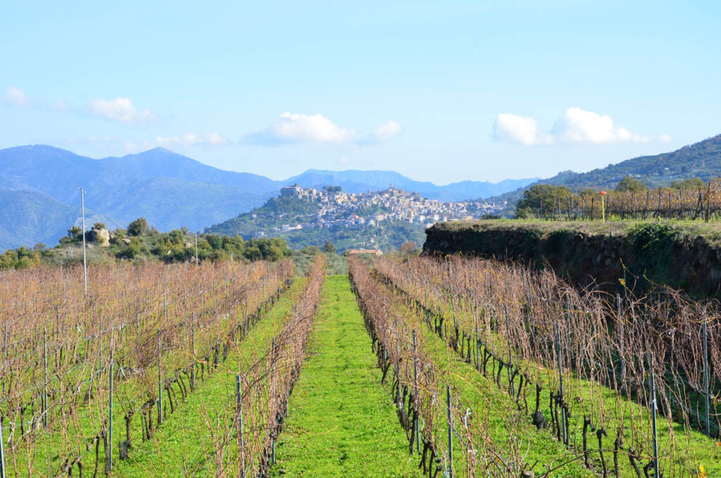 Banco di assaggio dei vini rosati dell’Etna