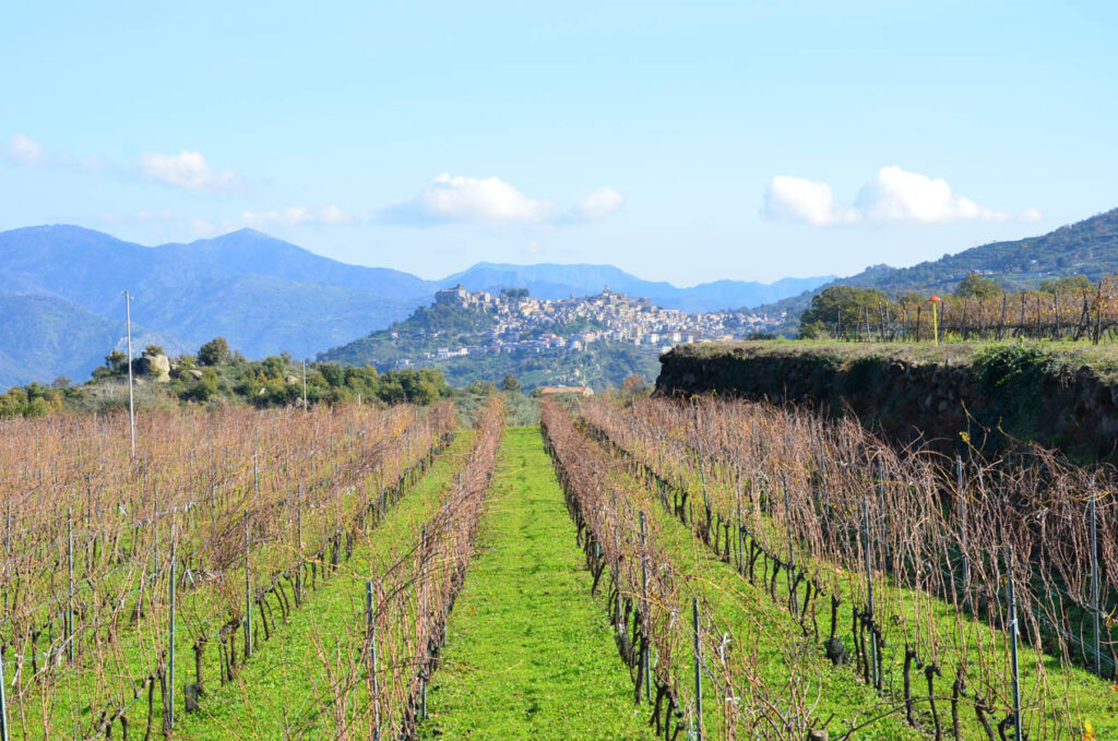 Banco di assaggio dei vini rosati dell’Etna