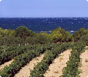 Vigneti-Marsala