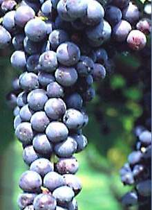 moscato_rosa