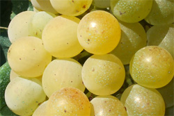 uva-grillo