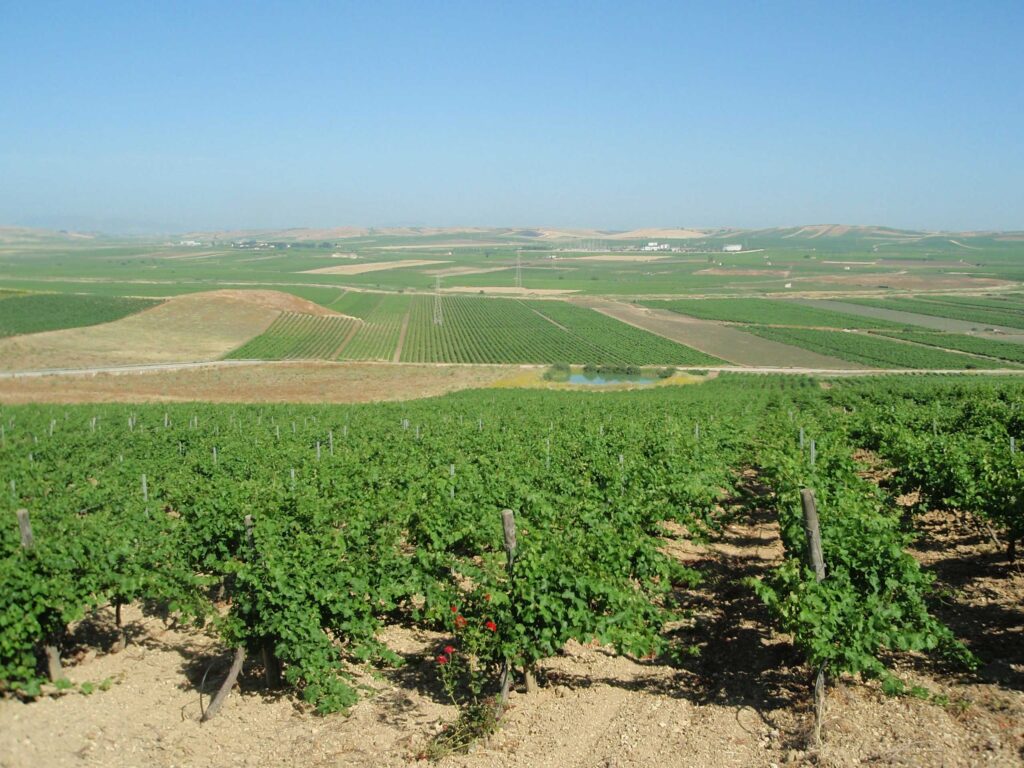 Vendemmia Verde