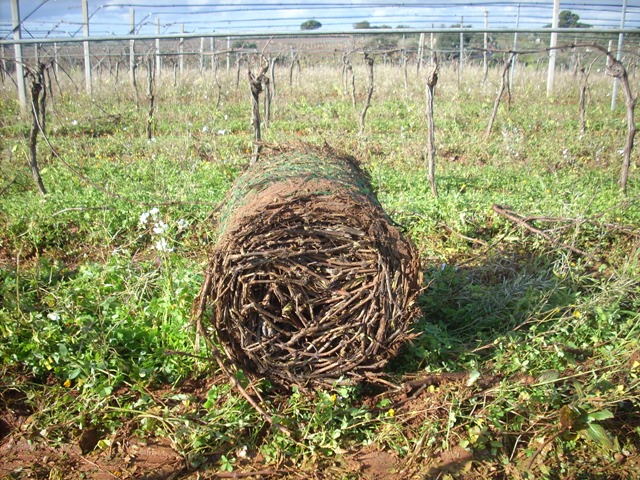 potatura