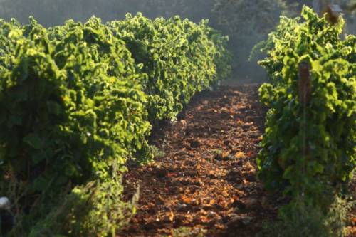 La Vendemmia della legalità a Verbumcaudo